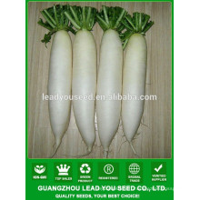 NR02 Haocy white quality radish seeds for growing
